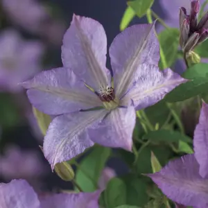Clematis 'Margaret Hunt'