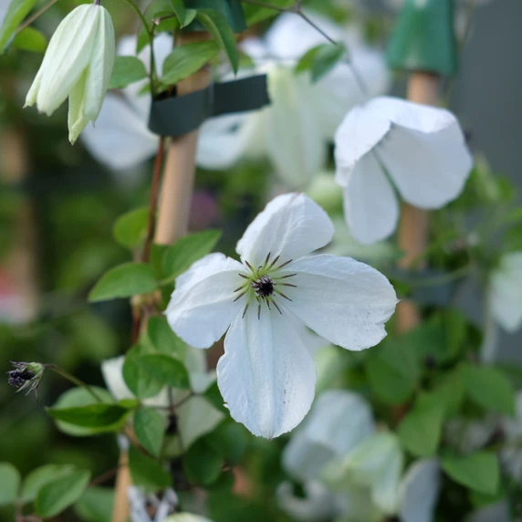 Clematis viticella 'Maria Cornelia'