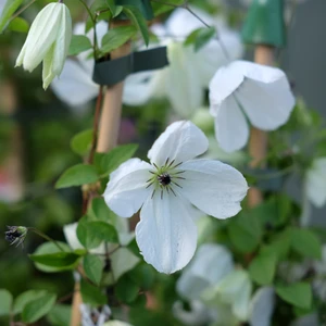 Clematis 'Maria Cornelia'