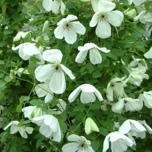 Clematis viticella 'Maria Cornelia'