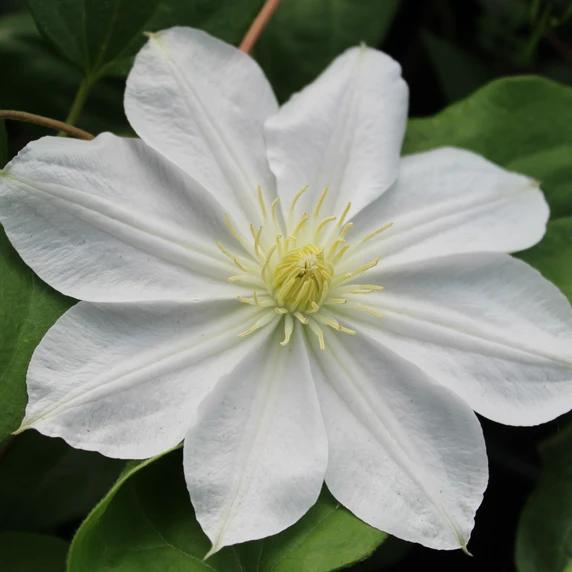 Clematis 'Marie Boisselot'
