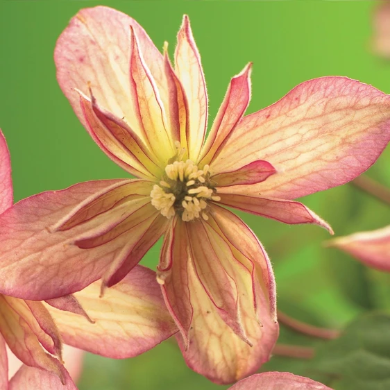 Clematis montana 'Marjorie' - image 2