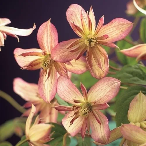 Clematis montana 'Marjorie' - image 1