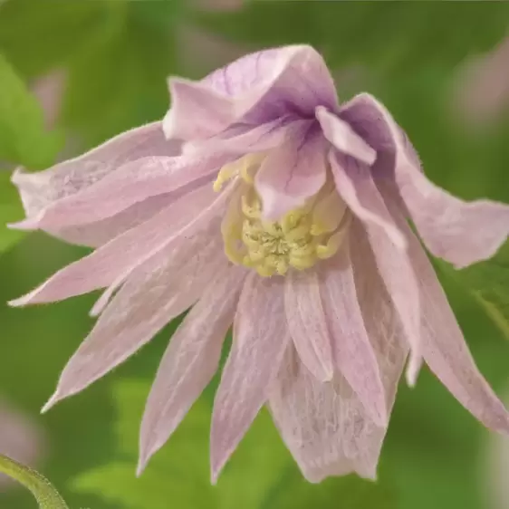 Clematis macropetala 'Markham's Pink' 3L - image 1