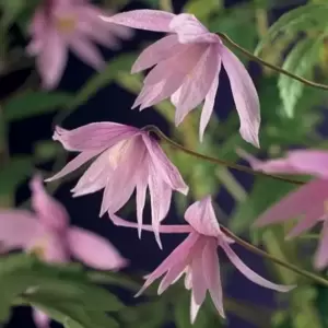 Clematis macropetala 'Markham's Pink' 3L - image 2