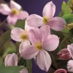 Clematis montana 'Mayleen' 3L