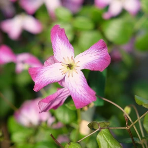 Clematis 'Minuet'