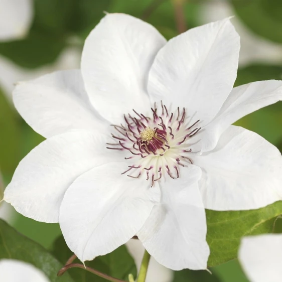 Clematis 'Miss Bateman'