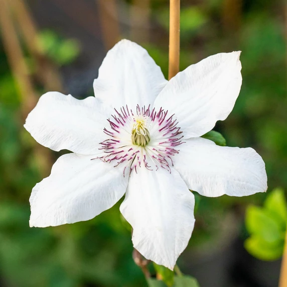Clematis 'Miss Bateman'
