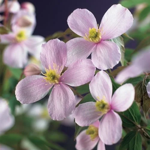 Clematis montana var. rubens 3L