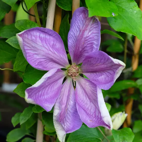 Clematis 'Mrs Cholmondeley'