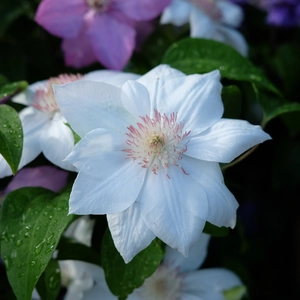 Clematis 'Mrs George Jackman'