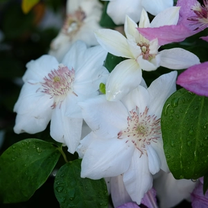 Clematis patens 'Mrs George Jackman' - image 2