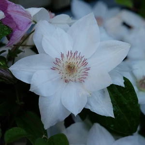 Clematis patens 'Mrs George Jackman' - image 3