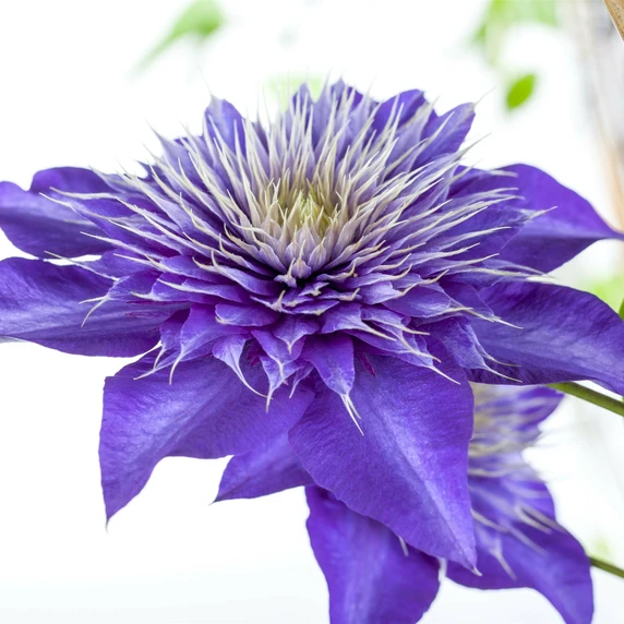 Clematis 'Multi Blue' - image 1