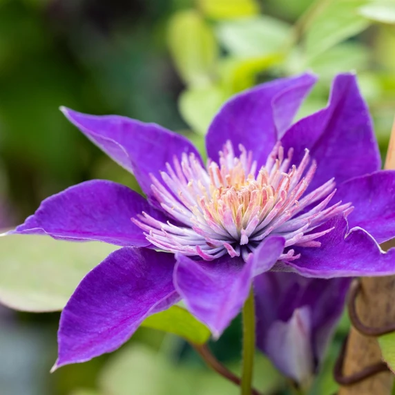 Clematis 'Multi Blue' - image 2