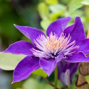 Clematis 'Multi Blue' - image 2