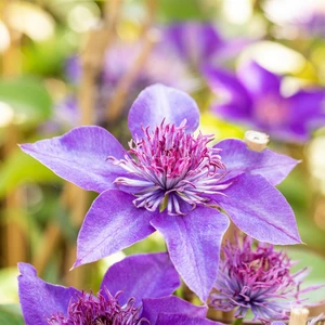 Clematis 'Multi Blue' - image 3