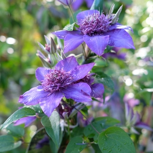Clematis 'Multi Blue'