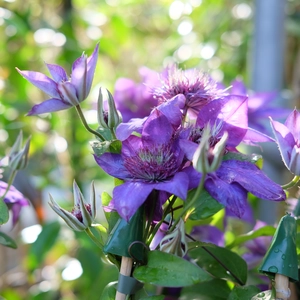 Clematis 'Multi Blue' - image 2