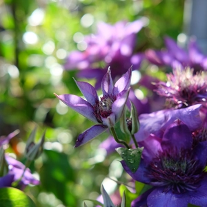 Clematis 'Multi Blue' - image 3