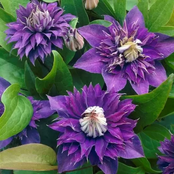 Clematis 'Multi Blue'