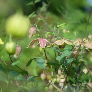 Clematis 'My Angel'