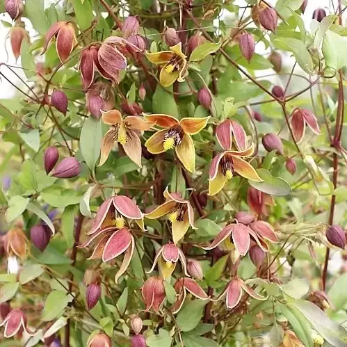 Clematis tangutica 'My Angel'