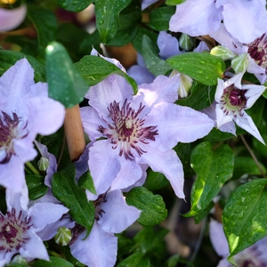 Clematis 'Myosotis'