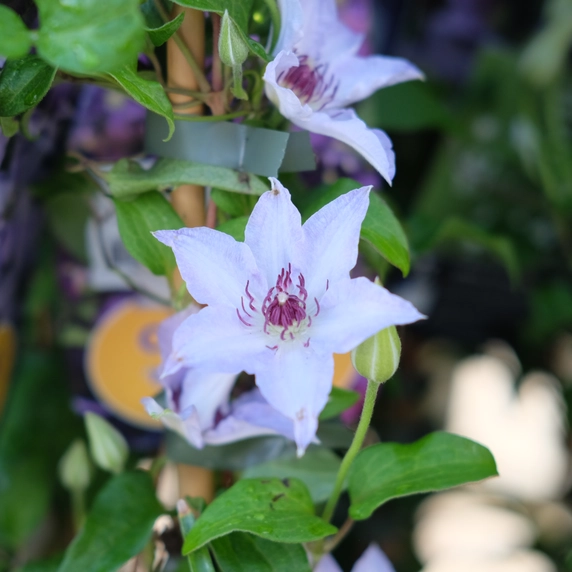 Clematis patens 'Myosotis' - image 2
