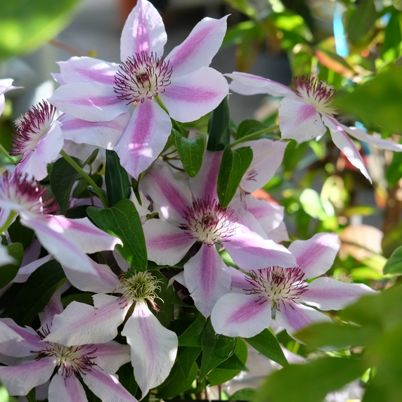 Clematis 'Nelly Moser' - image 1