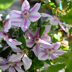 Clematis 'Nelly Moser'