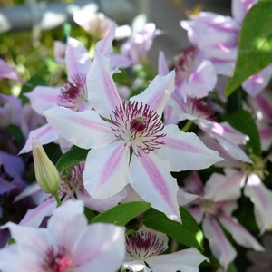 Clematis 'Nelly Moser' - image 2