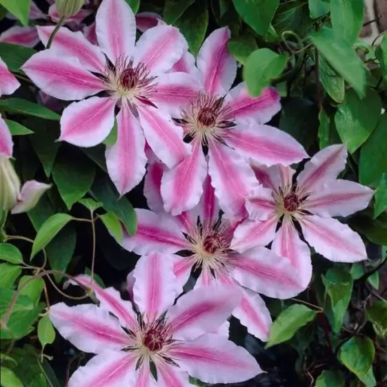 Clematis 'Nelly Moser'