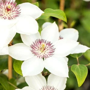 Clematis 'Ninon' - image 1