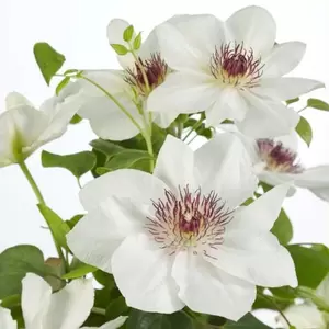 Clematis 'Ninon'