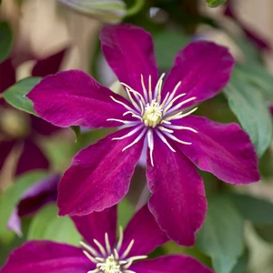 Clematis 'Niobe'