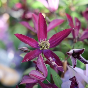 Clematis 'Noora'