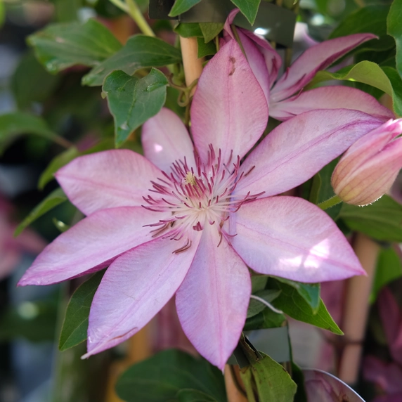 Clematis patens 'Omoshiro' - image 1