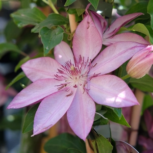 Clematis 'Omoshiro'