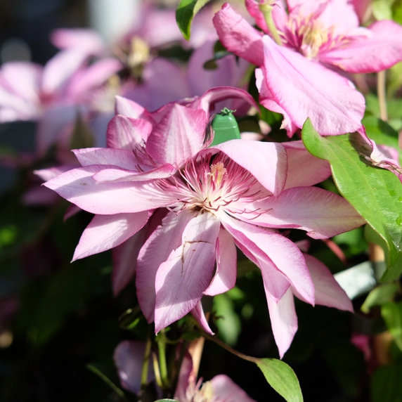 Clematis patens 'Omoshiro' - image 2