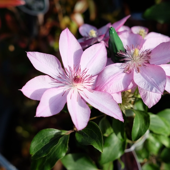 Clematis patens 'Omoshiro' - image 3