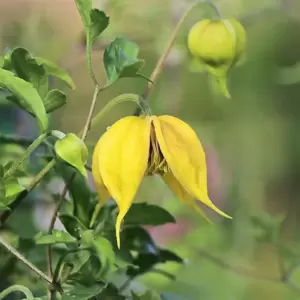 Clematis tangutica 'Orange Peel' - image 1