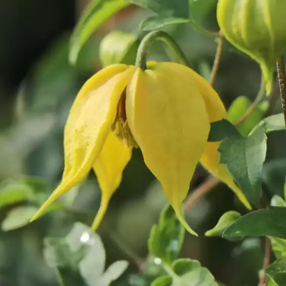 Clematis tangutica 'Orange Peel' - image 2