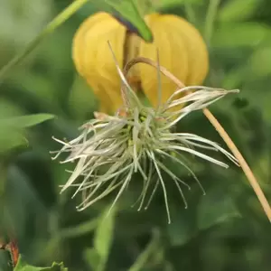 Clematis tangutica 'Orange Peel' - image 4