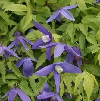Clematis alpina 'Pamela Jackman' 2L