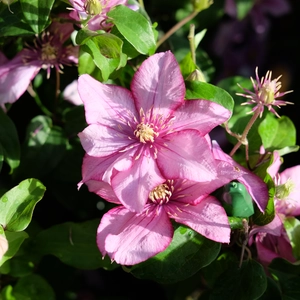 Clematis 'Paradiso'