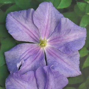 Image Credit: ©2026 John Richards Nurseries Ltd