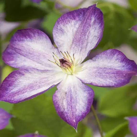 Clematis viticella 'Pernille' - image 2