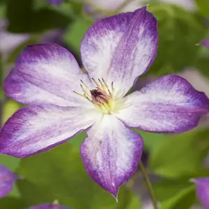 Clematis viticella 'Pernille' - image 2
